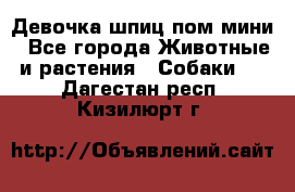 Девочка шпиц пом мини - Все города Животные и растения » Собаки   . Дагестан респ.,Кизилюрт г.